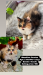 Persian kitten